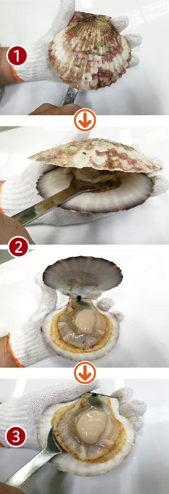 ほたて開き方1-3
