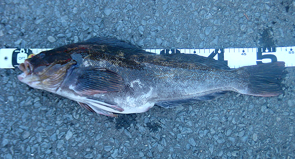 54cm�̃A�C�i��