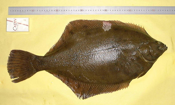 66cm�̃}�R�K���C