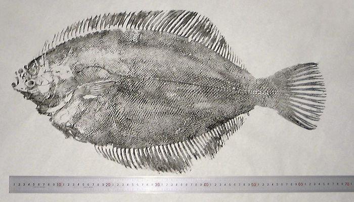 66cm�̃}�R�K���C