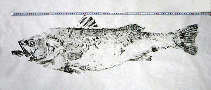 �X�Y�L�̋���