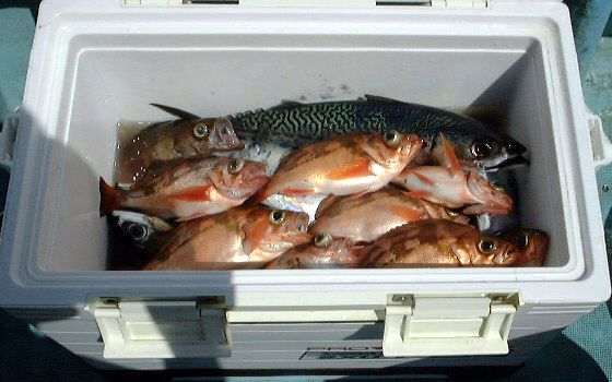 ��q�̃A�J�K���E�����o���ނ�