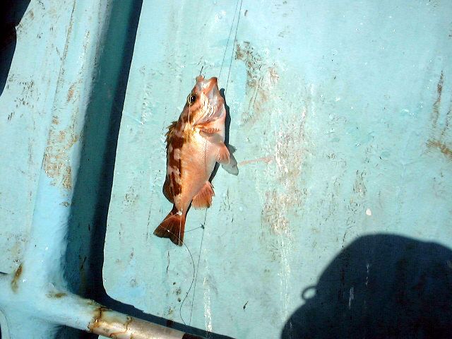 ��q�̃A�J�K���E�����o���ނ�