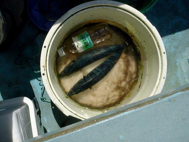 ��q�̃A�J�K���E�����o���ނ�