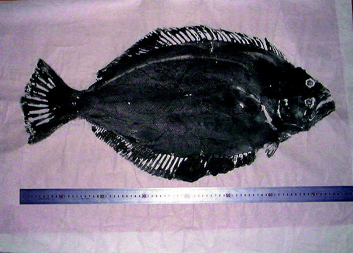 �c�㓇�E�Ԓn�����̃q�����ނ�