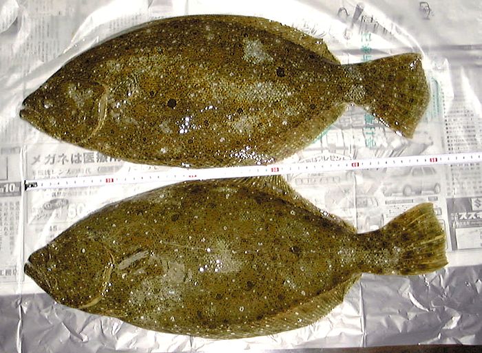 ��q���q�����ނ�ɒ���c