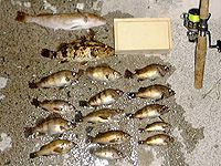 �{���̒މ�